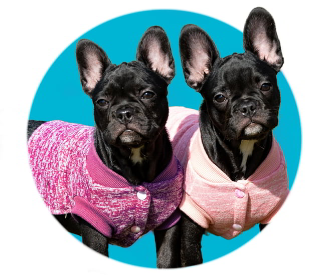 Two female french bulldogs bred and raised by Shawty Got PUps.